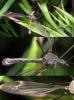 Tipula lateralis